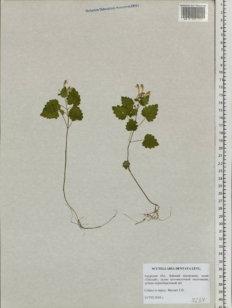 Scutellaria pekinensis var. ussuriensis (Regel) Hand.-Mazz., Siberia, Russian Far East (S6) (Russia)