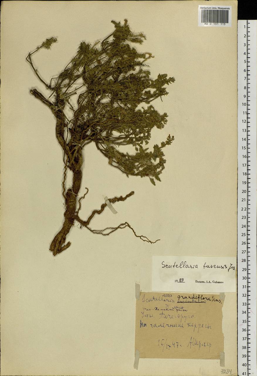 Scutellaria tuvensis Juz., Siberia, Altai & Sayany Mountains (S2) (Russia)