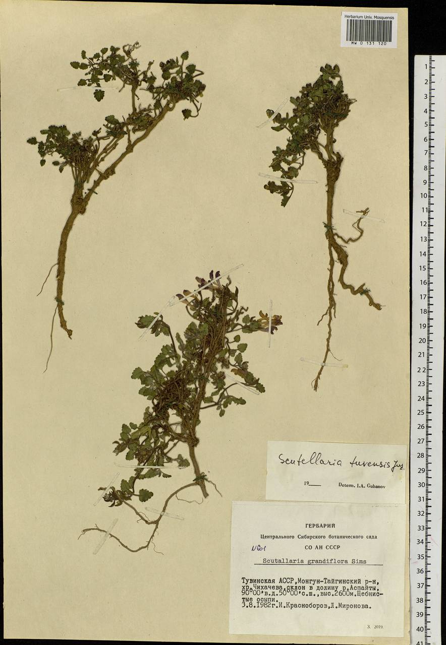 Scutellaria tuvensis Juz., Siberia, Altai & Sayany Mountains (S2) (Russia)