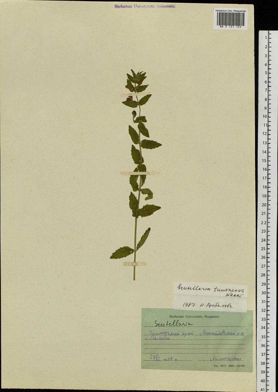 Scutellaria tuminensis Nakai, Siberia, Russian Far East (S6) (Russia)