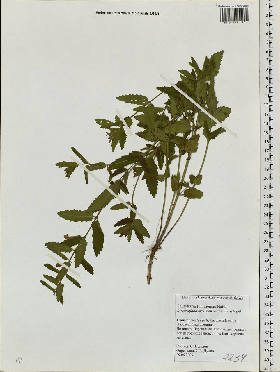Scutellaria tuminensis Nakai, Siberia, Russian Far East (S6) (Russia)