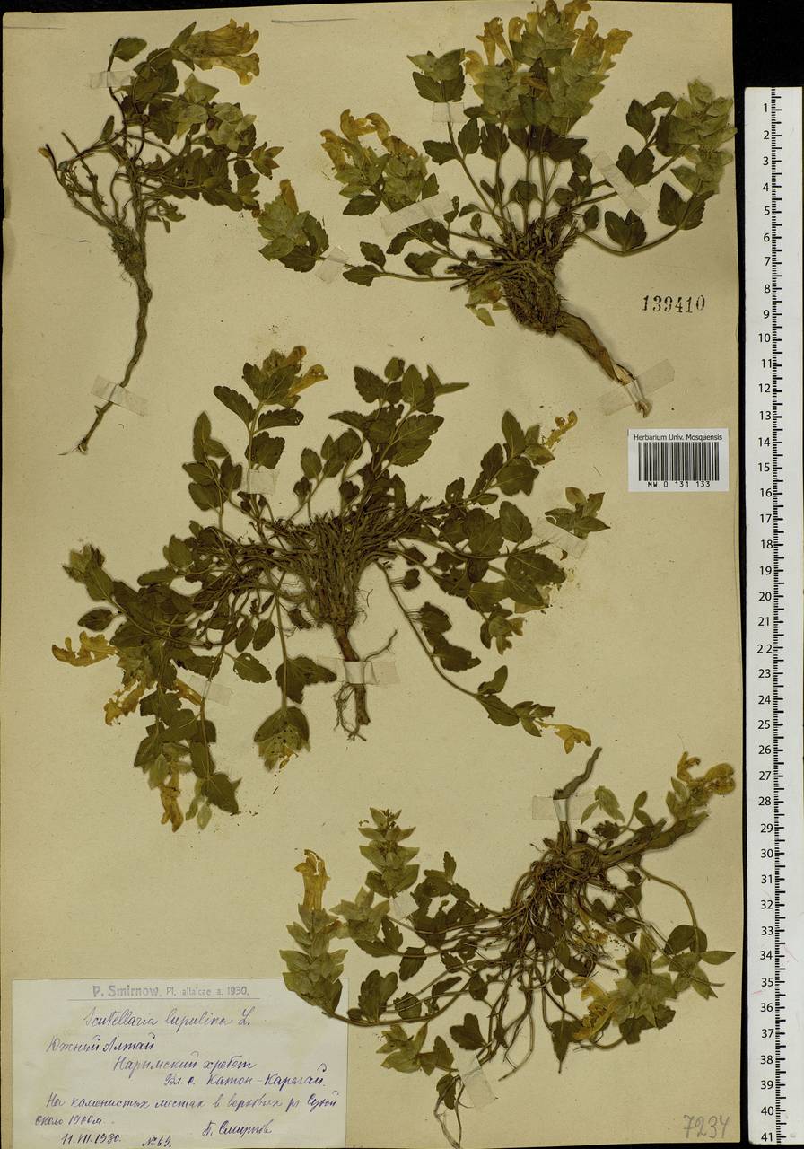 Scutellaria supina L., Siberia, Western (Kazakhstan) Altai Mountains (S2a) (Kazakhstan)