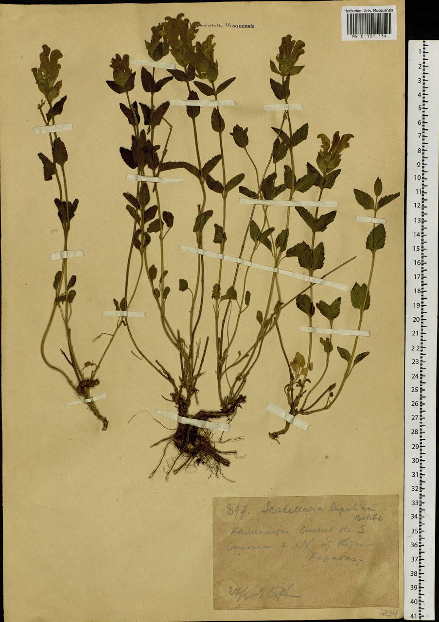 Scutellaria supina L., Siberia, Western (Kazakhstan) Altai Mountains (S2a) (Kazakhstan)