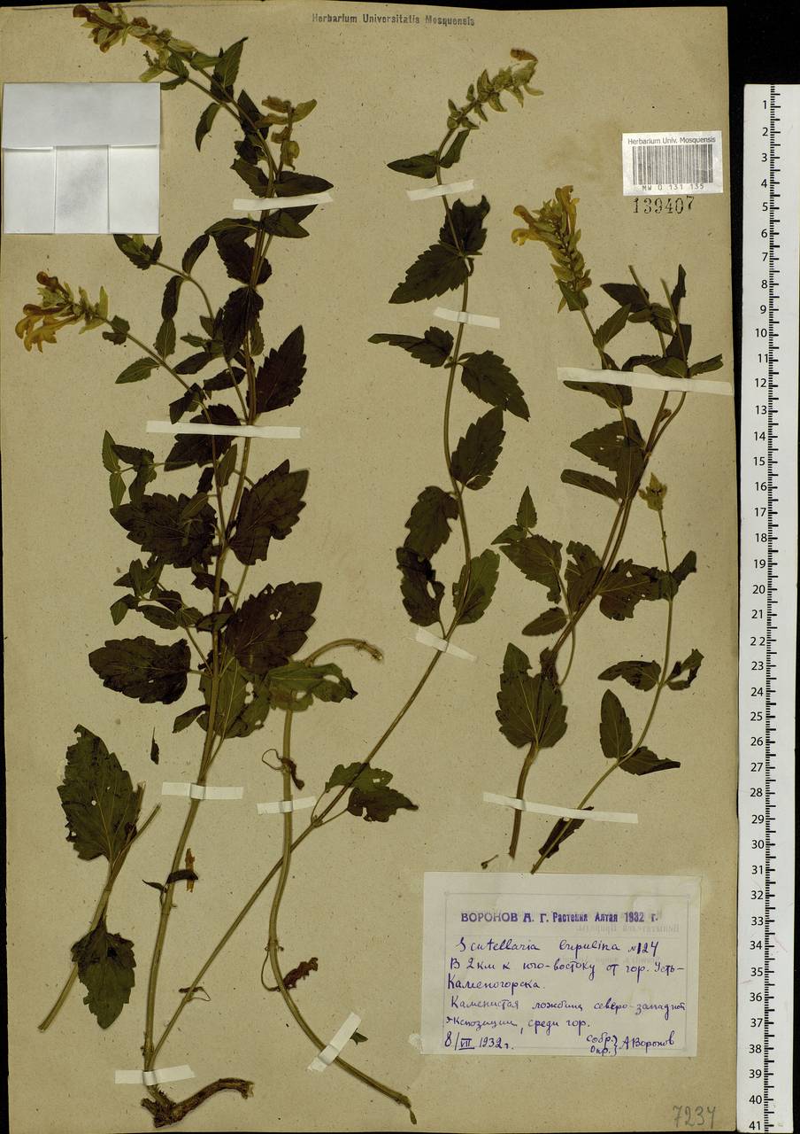 Scutellaria supina L., Siberia, Western (Kazakhstan) Altai Mountains (S2a) (Kazakhstan)