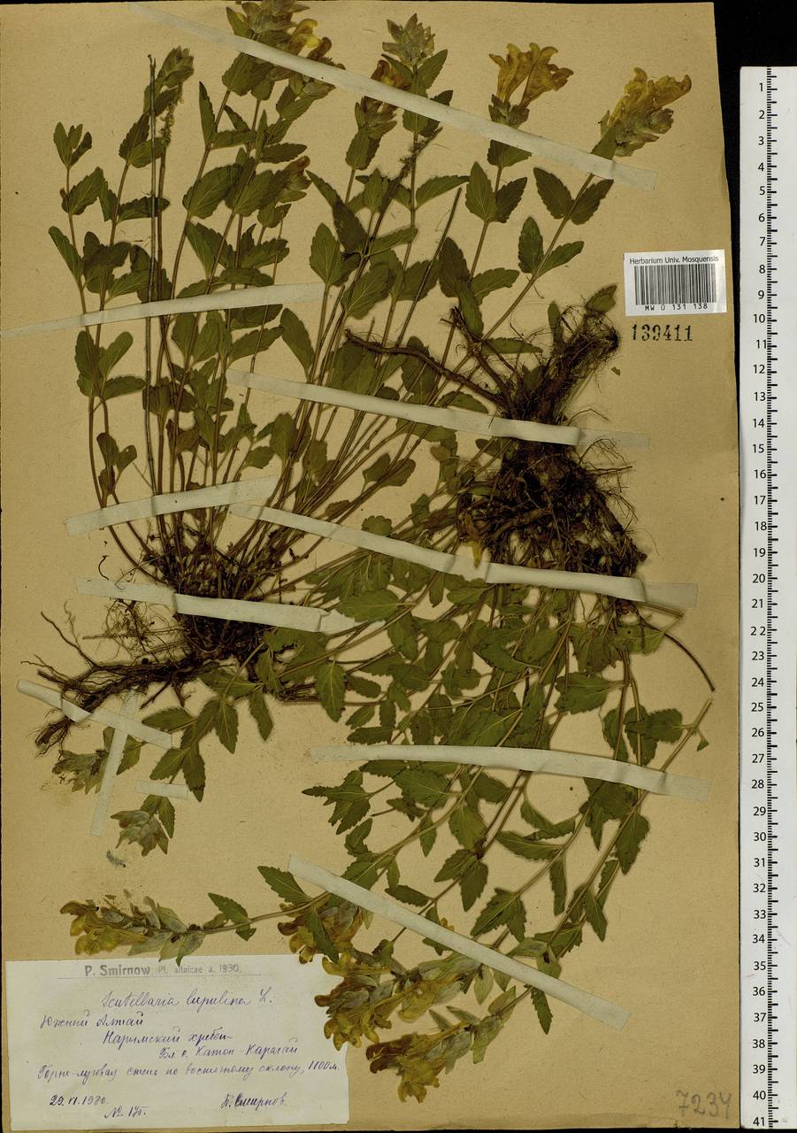 Scutellaria supina L., Siberia, Western (Kazakhstan) Altai Mountains (S2a) (Kazakhstan)