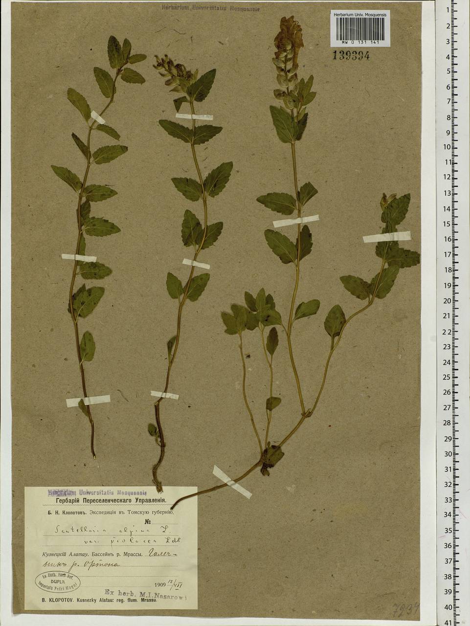 Scutellaria supina L., Siberia, Altai & Sayany Mountains (S2) (Russia)