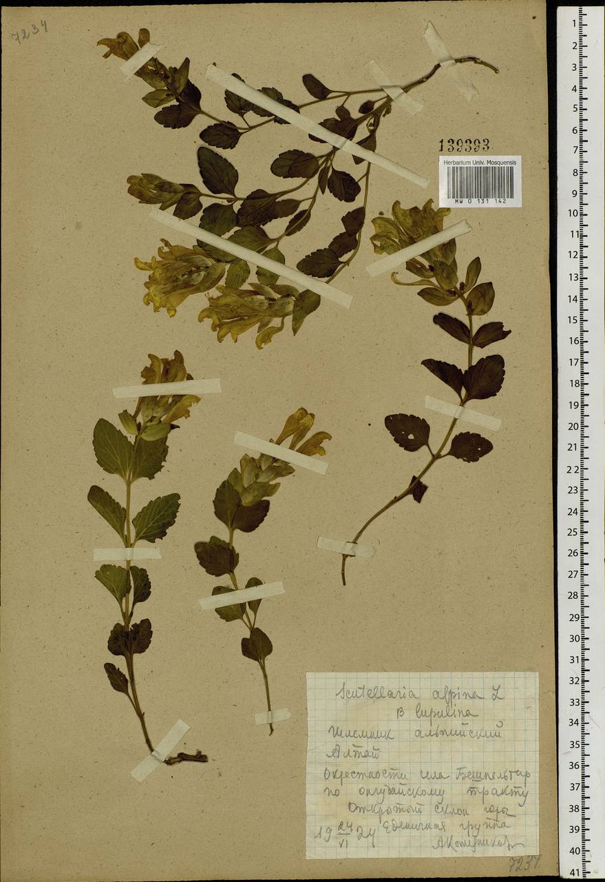 Scutellaria supina L., Siberia, Altai & Sayany Mountains (S2) (Russia)