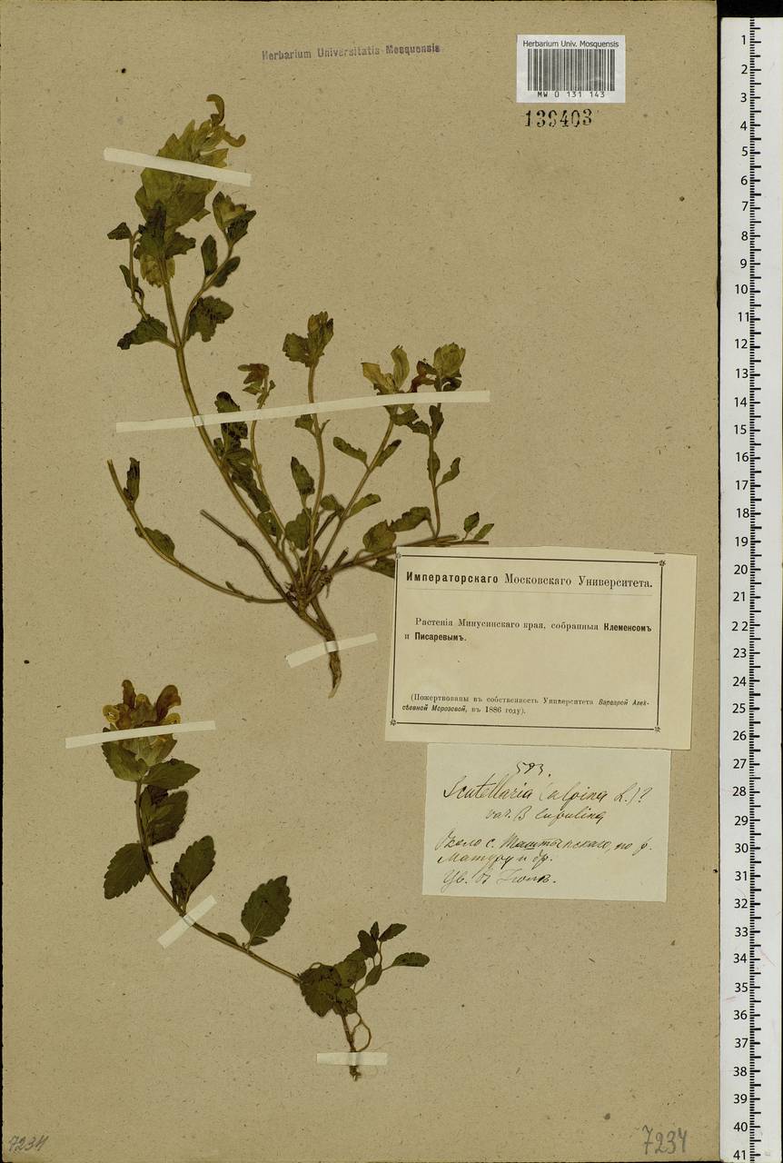 Scutellaria supina L., Siberia, Altai & Sayany Mountains (S2) (Russia)