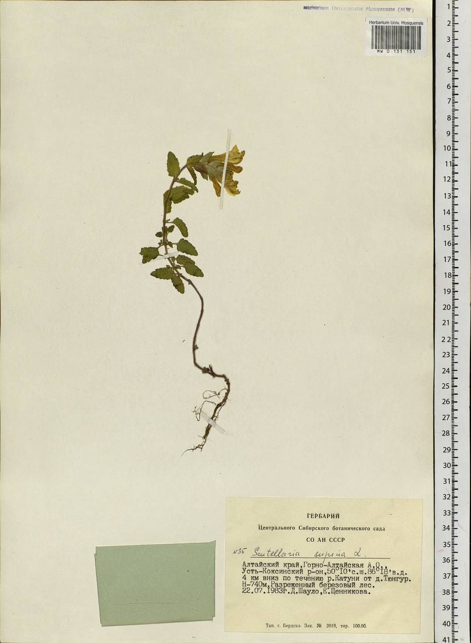 Scutellaria supina L., Siberia, Altai & Sayany Mountains (S2) (Russia)