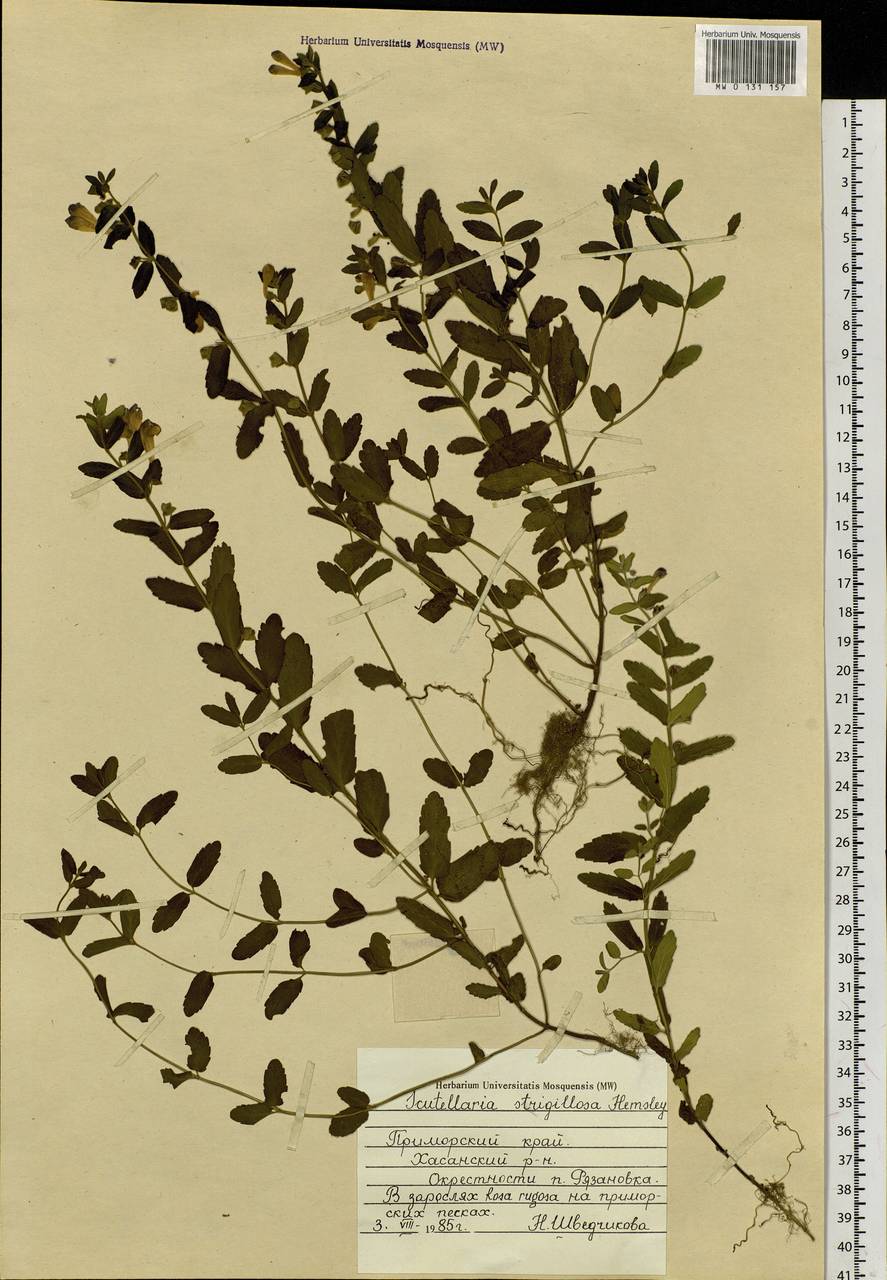 Scutellaria strigillosa Hemsl., Siberia, Russian Far East (S6) (Russia)
