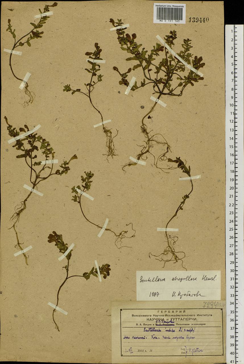 Scutellaria strigillosa Hemsl., Siberia, Russian Far East (S6) (Russia)