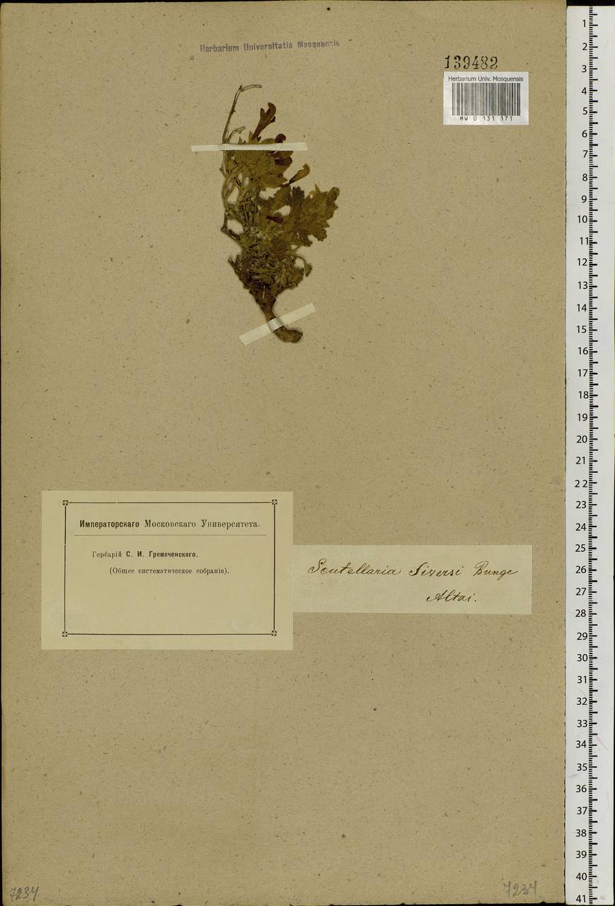 Scutellaria sieversii Bunge, Siberia, Altai & Sayany Mountains (S2) (Russia)