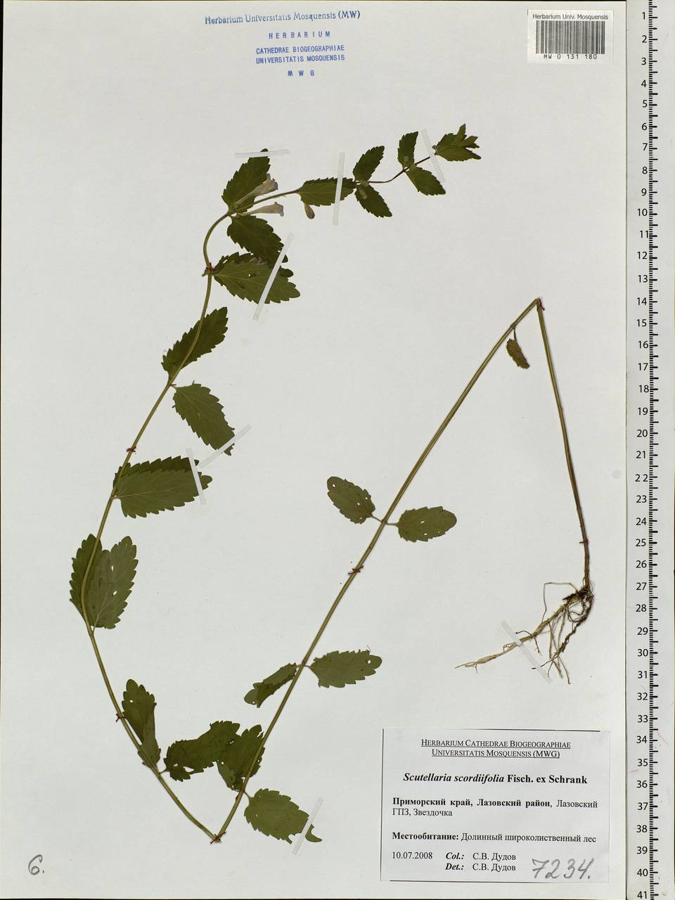 Scutellaria scordifolia Fisch. ex Schrank, Siberia, Russian Far East (S6) (Russia)