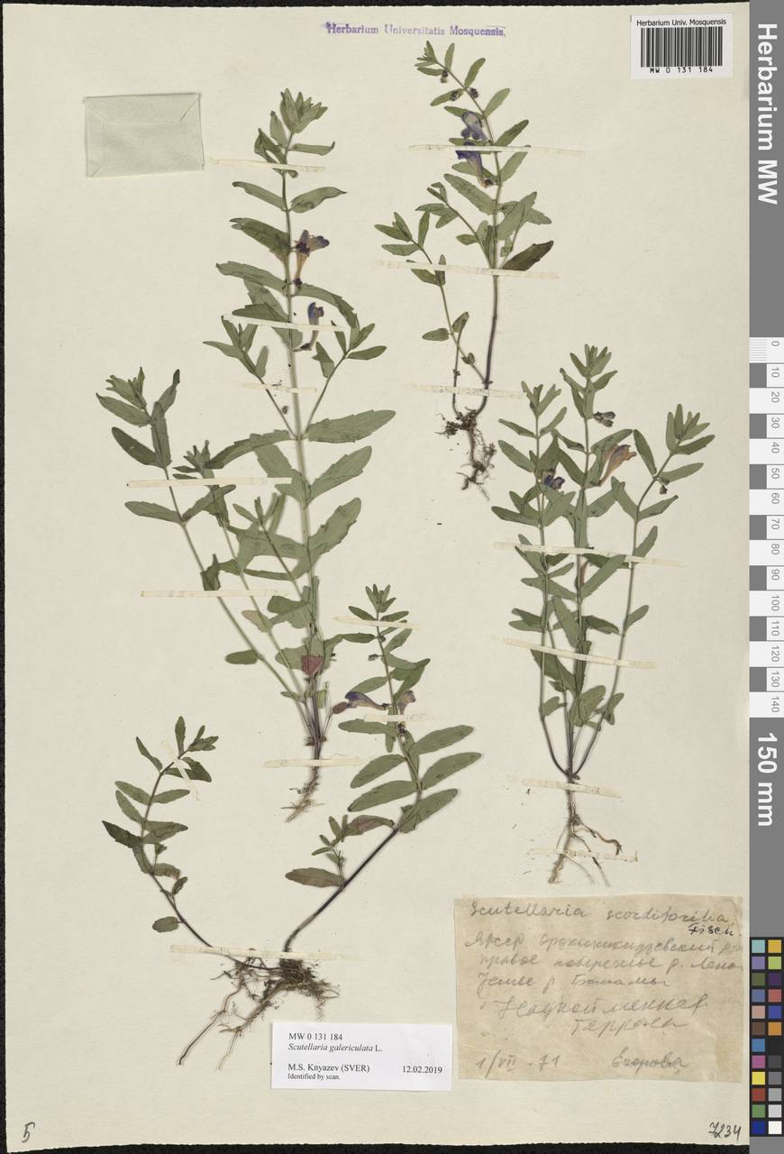 Scutellaria galericulata L., Siberia, Yakutia (S5) (Russia)