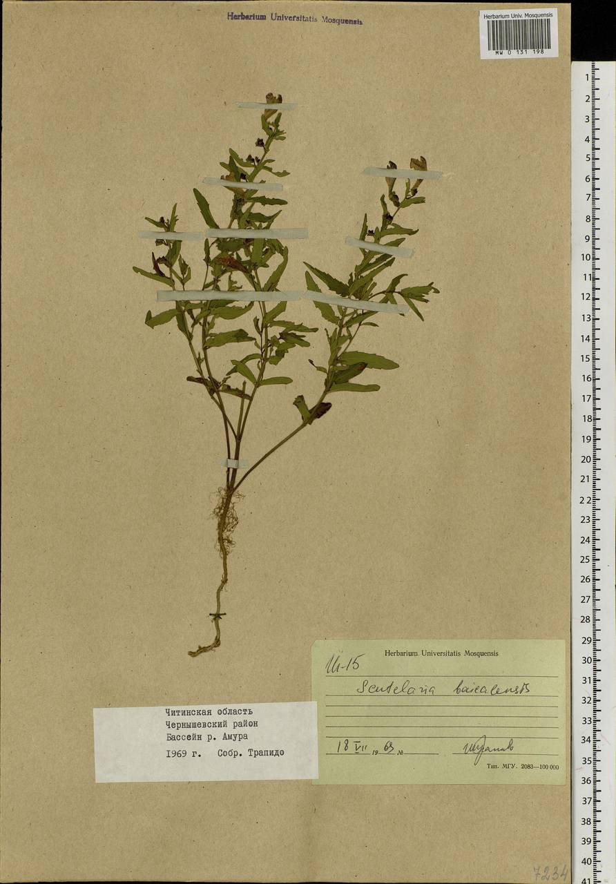 Scutellaria scordifolia Fisch. ex Schrank, Siberia, Baikal & Transbaikal region (S4) (Russia)