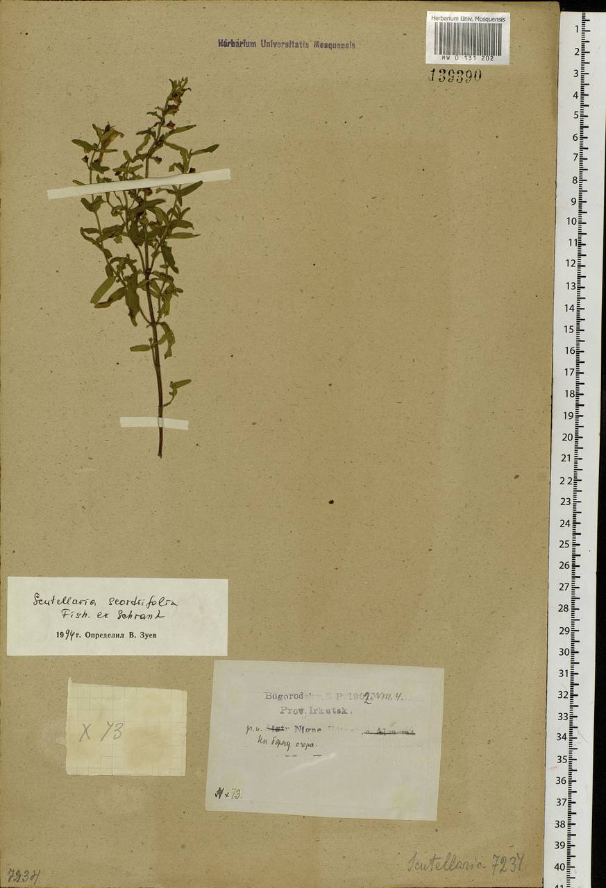 Scutellaria scordifolia Fisch. ex Schrank, Siberia, Baikal & Transbaikal region (S4) (Russia)