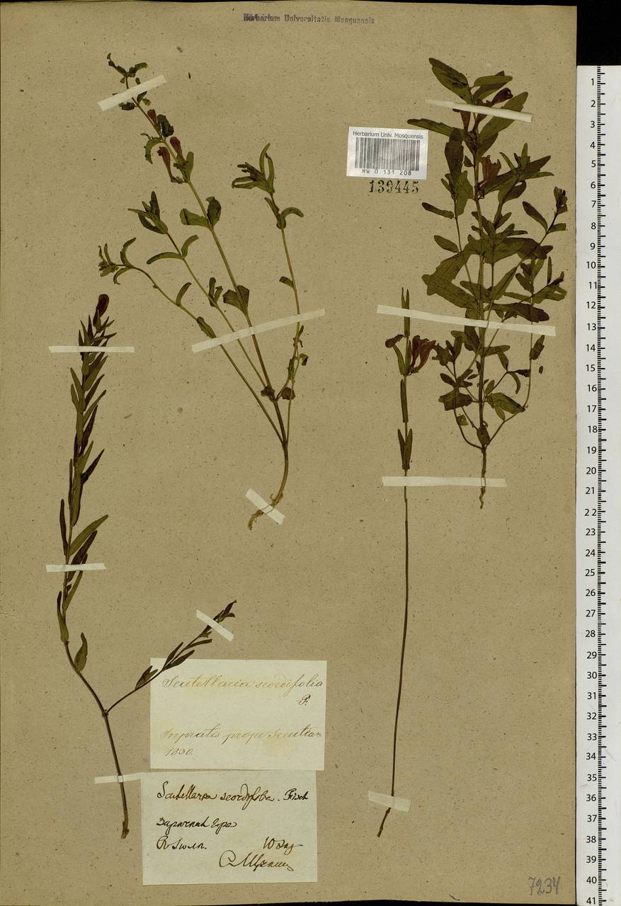 Scutellaria scordiifolia Fisch. ex Schrank, Siberia, Baikal & Transbaikal region (S4) (Russia)