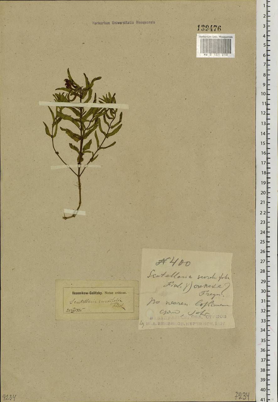 Scutellaria scordifolia Fisch. ex Schrank, Siberia, Baikal & Transbaikal region (S4) (Russia)
