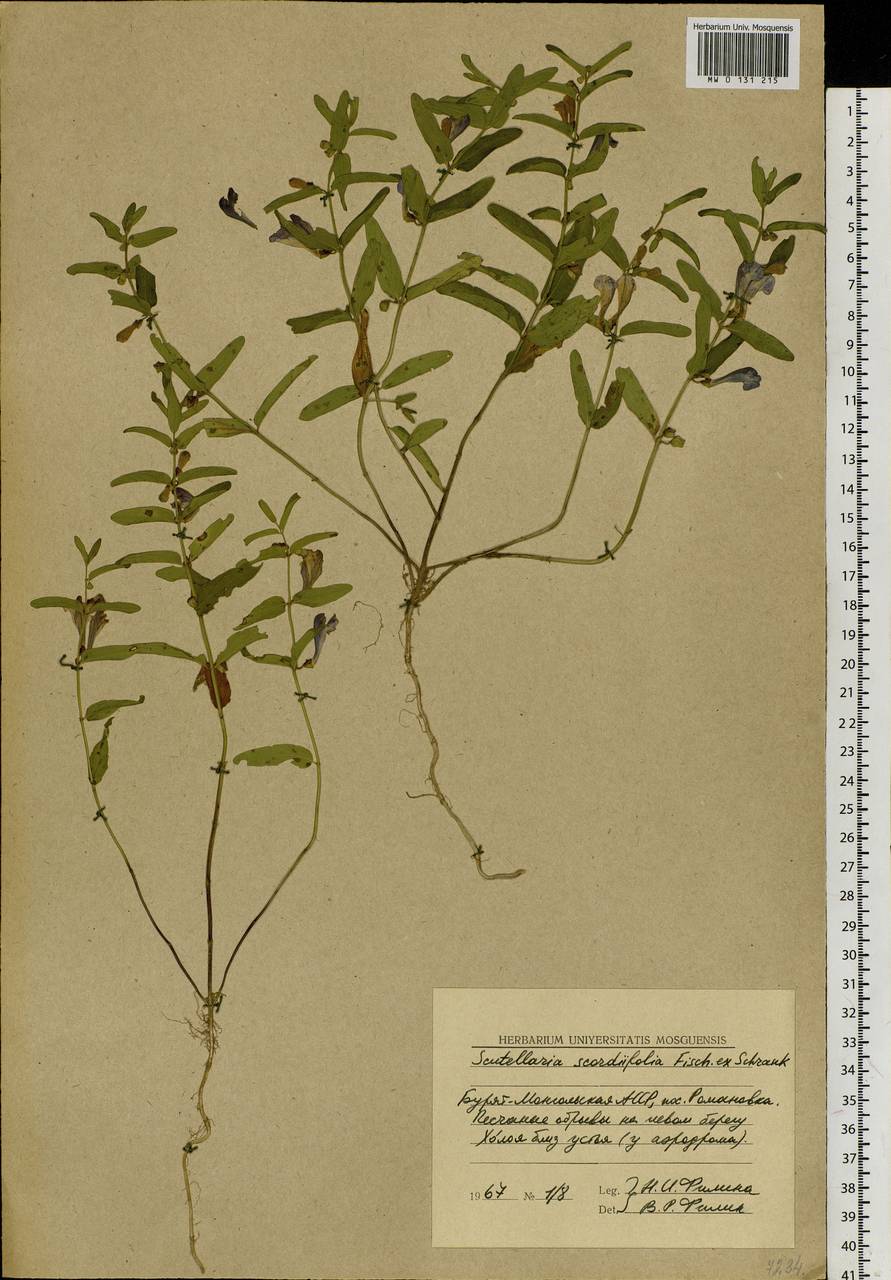 Scutellaria scordifolia Fisch. ex Schrank, Siberia, Baikal & Transbaikal region (S4) (Russia)