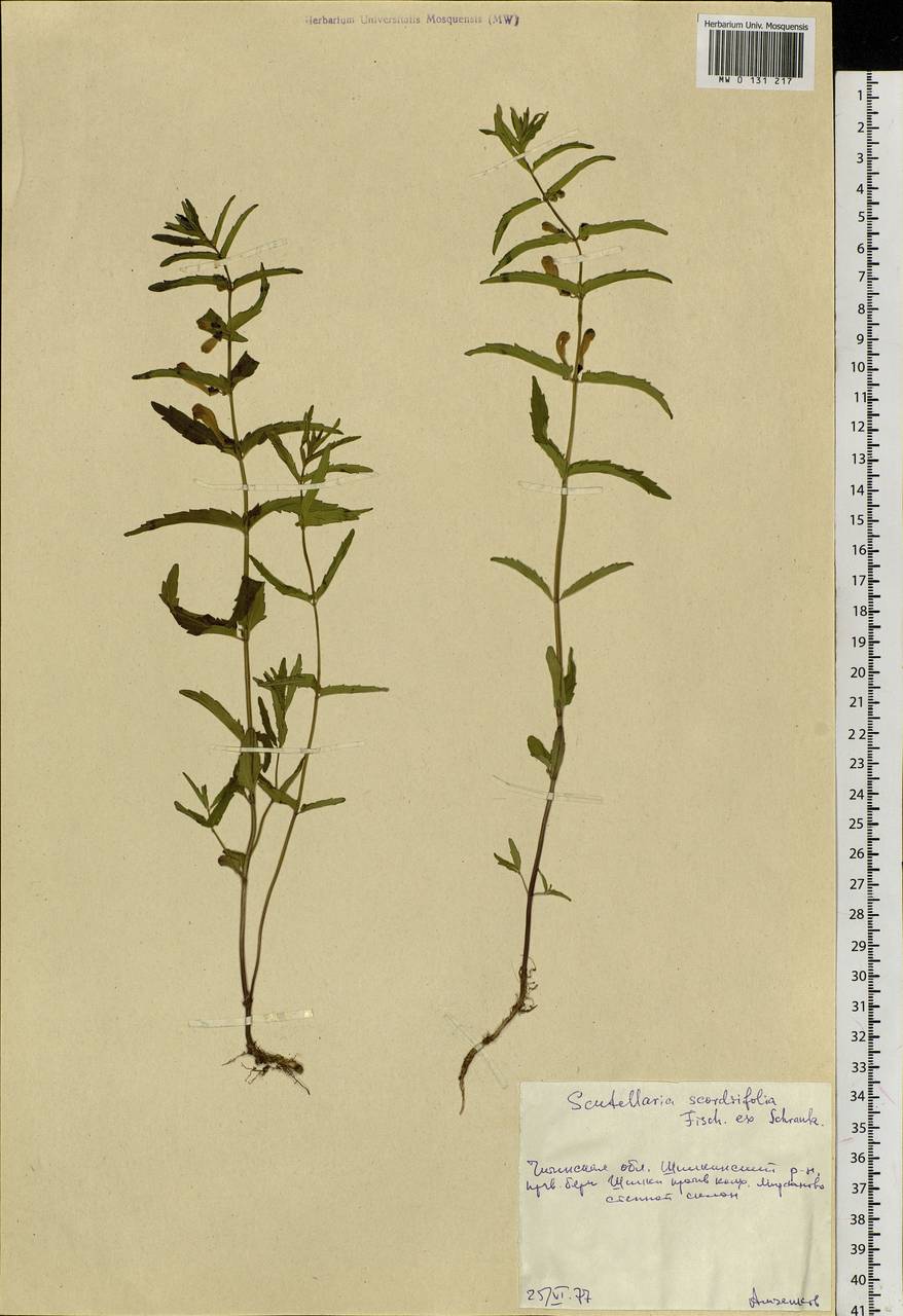 Scutellaria scordifolia Fisch. ex Schrank, Siberia, Baikal & Transbaikal region (S4) (Russia)