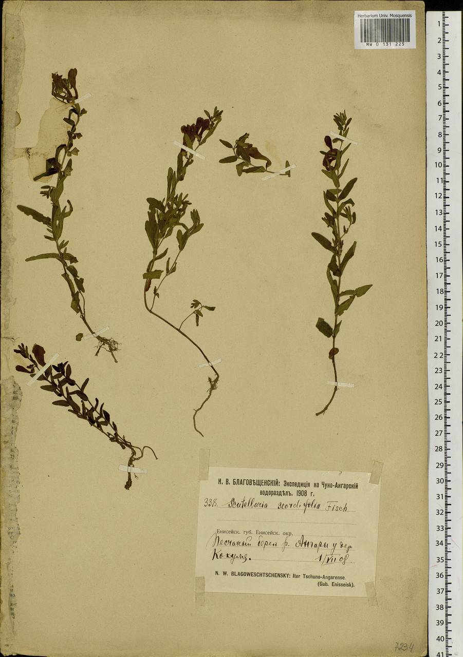 Scutellaria scordiifolia Fisch. ex Schrank, Siberia, Central Siberia (S3) (Russia)