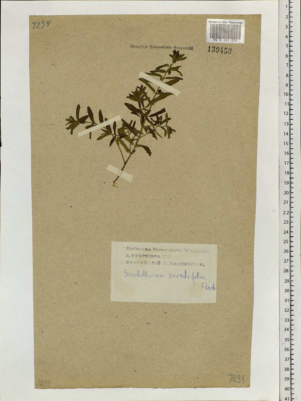 Scutellaria scordifolia Fisch. ex Schrank, Siberia, Central Siberia (S3) (Russia)