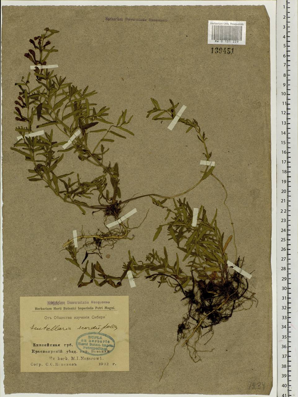 Scutellaria scordifolia Fisch. ex Schrank, Siberia, Central Siberia (S3) (Russia)