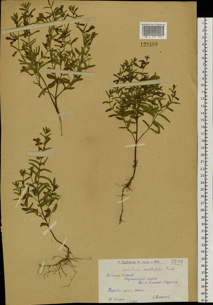 Scutellaria scordifolia Fisch. ex Schrank, Siberia, Western (Kazakhstan) Altai Mountains (S2a) (Kazakhstan)