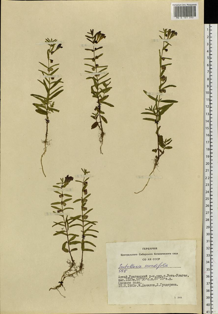 Scutellaria scordiifolia Fisch. ex Schrank, Siberia, Altai & Sayany Mountains (S2) (Russia)