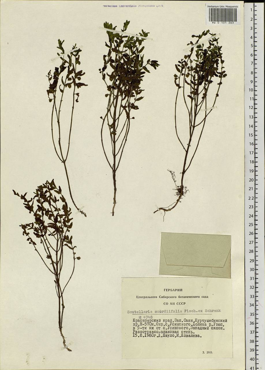 Scutellaria scordiifolia Fisch. ex Schrank, Siberia, Altai & Sayany Mountains (S2) (Russia)