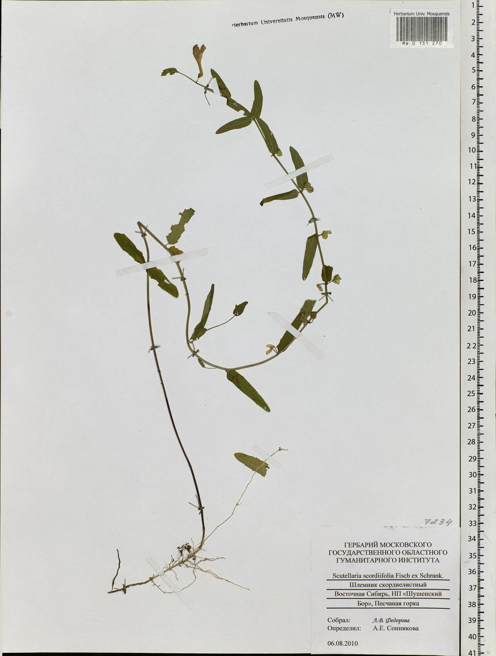 Scutellaria scordifolia Fisch. ex Schrank, Siberia, Altai & Sayany Mountains (S2) (Russia)