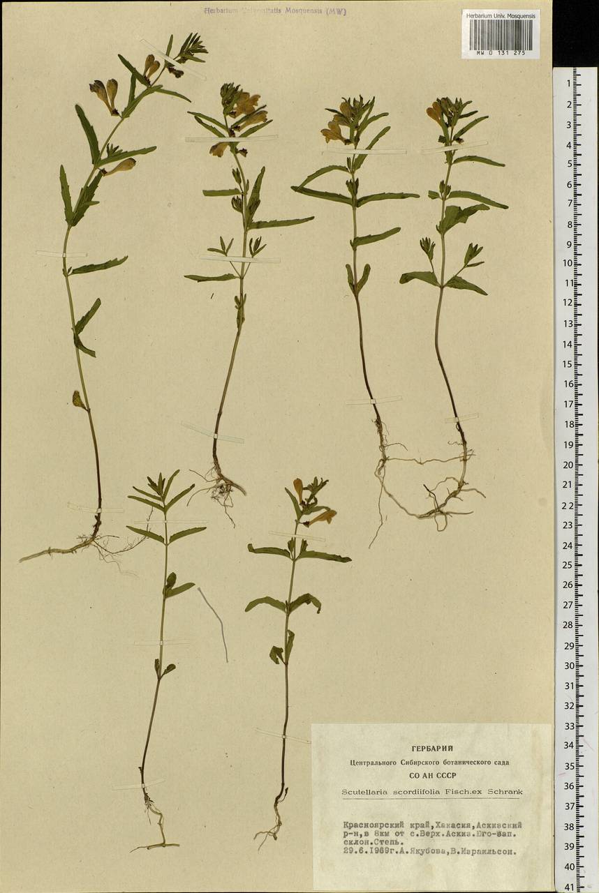 Scutellaria scordifolia Fisch. ex Schrank, Siberia, Altai & Sayany Mountains (S2) (Russia)