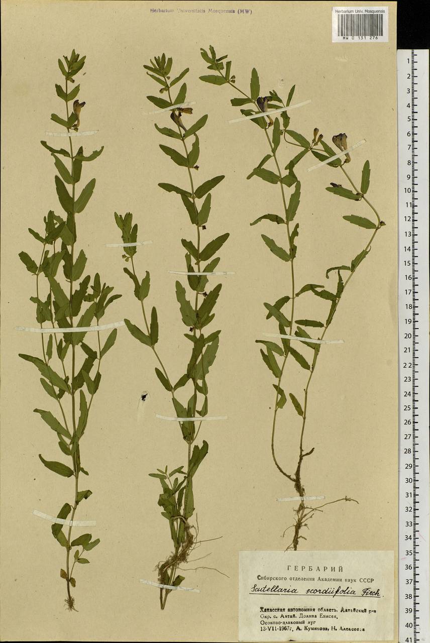 Scutellaria scordifolia Fisch. ex Schrank, Siberia, Altai & Sayany Mountains (S2) (Russia)