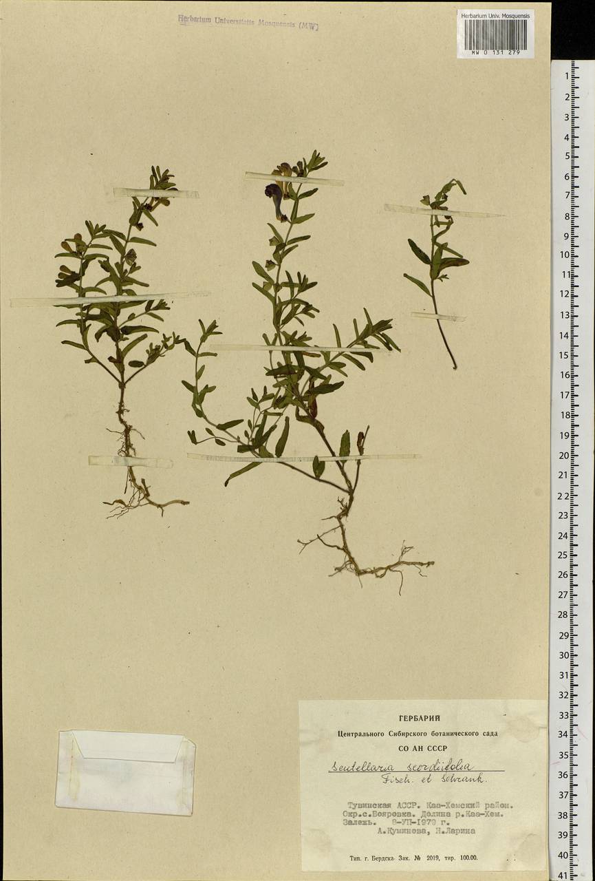 Scutellaria scordifolia Fisch. ex Schrank, Siberia, Altai & Sayany Mountains (S2) (Russia)