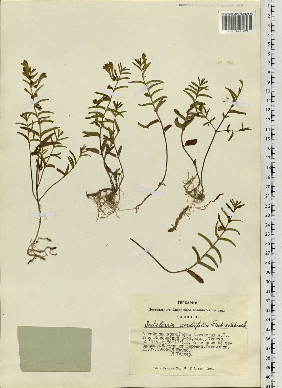 Scutellaria scordiifolia Fisch. ex Schrank, Siberia, Altai & Sayany Mountains (S2) (Russia)