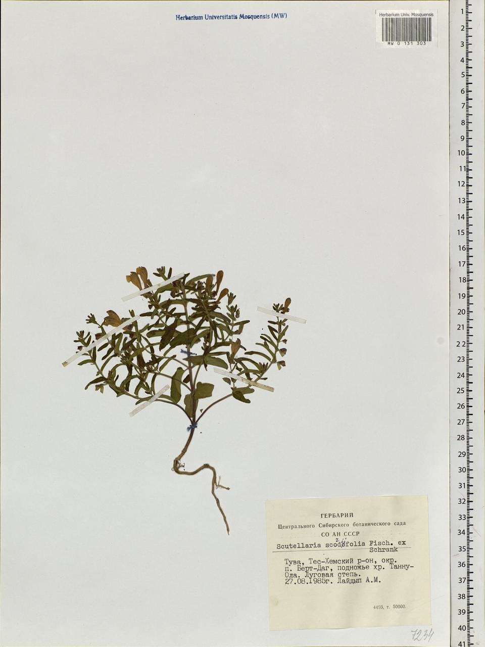 Scutellaria scordifolia Fisch. ex Schrank, Siberia, Altai & Sayany Mountains (S2) (Russia)