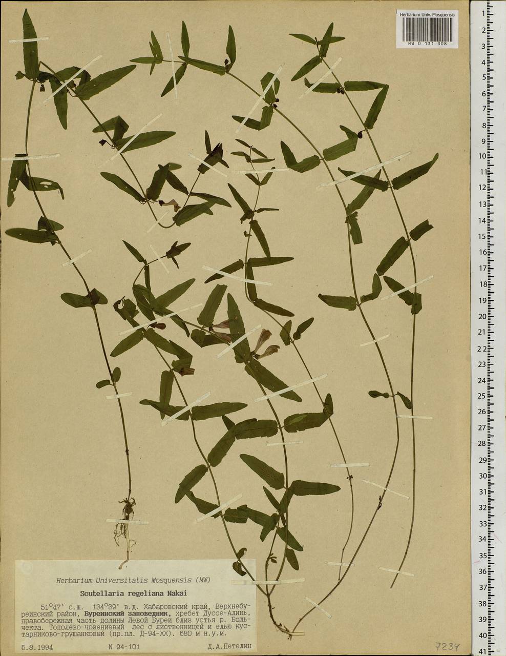 Scutellaria regeliana Nakai, Siberia, Russian Far East (S6) (Russia)