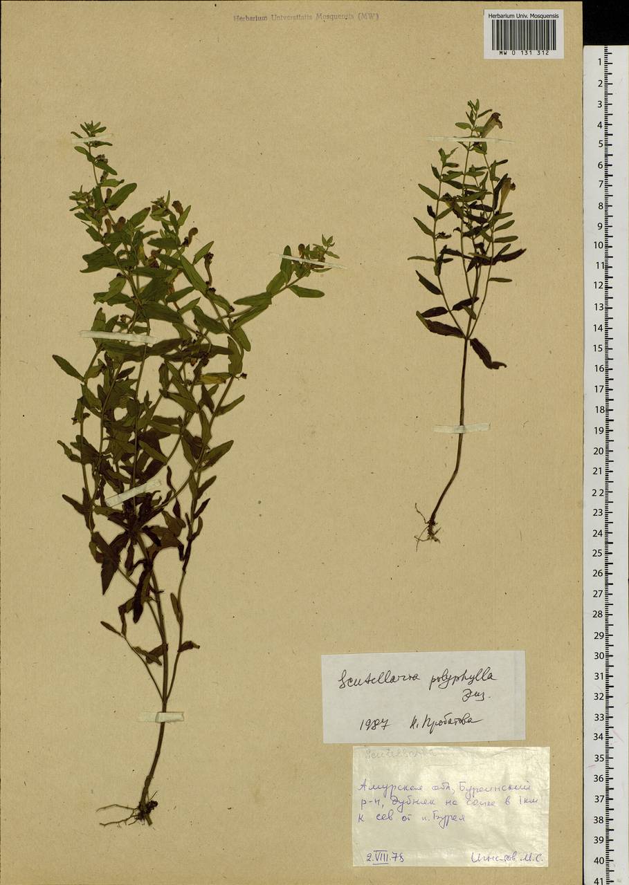 Scutellaria polyphylla Juz., Siberia, Russian Far East (S6) (Russia)