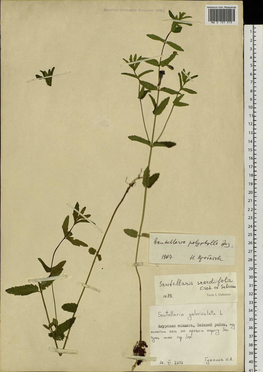 Scutellaria polyphylla Juz., Siberia, Russian Far East (S6) (Russia)