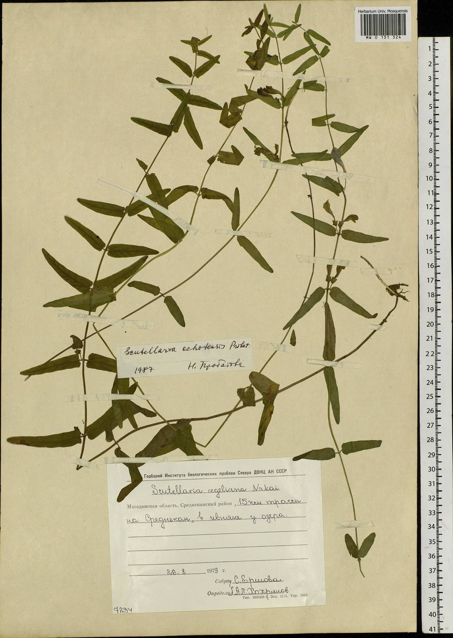 Scutellaria ochotensis Prob., Siberia, Chukotka & Kamchatka (S7) (Russia)
