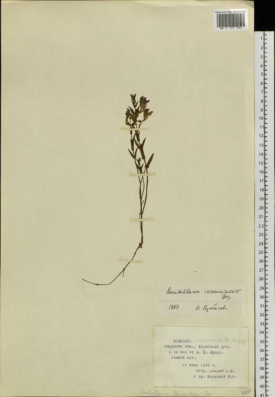 Scutellaria regeliana var. ikonnikovii (Juz.) C.Y.Wu & H.W.Li, Siberia, Russian Far East (S6) (Russia)