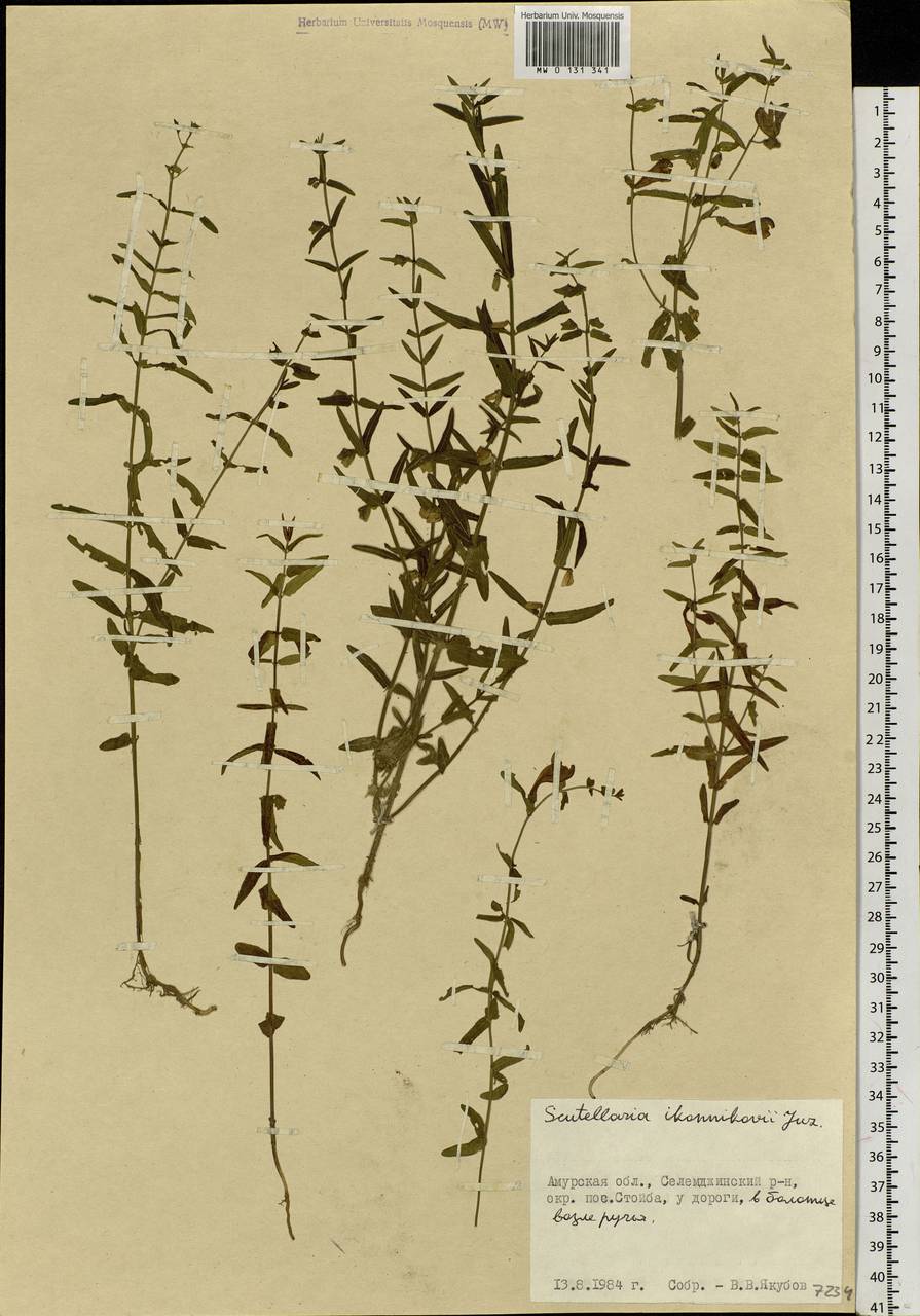 Scutellaria regeliana var. ikonnikovii (Juz.) C.Y.Wu & H.W.Li, Siberia, Russian Far East (S6) (Russia)