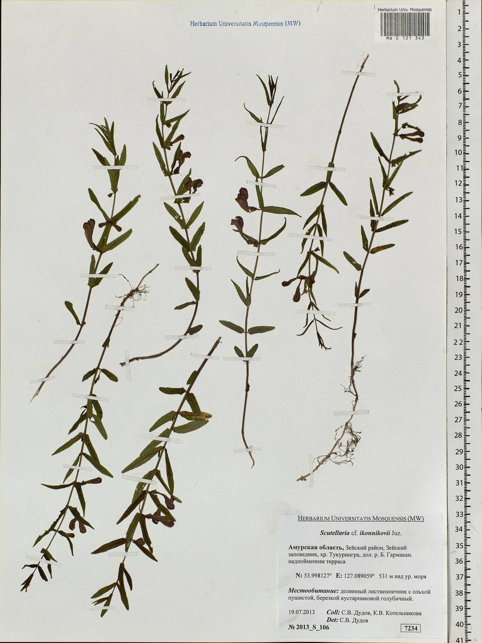 Scutellaria regeliana var. ikonnikovii (Juz.) C.Y.Wu & H.W.Li, Siberia, Russian Far East (S6) (Russia)