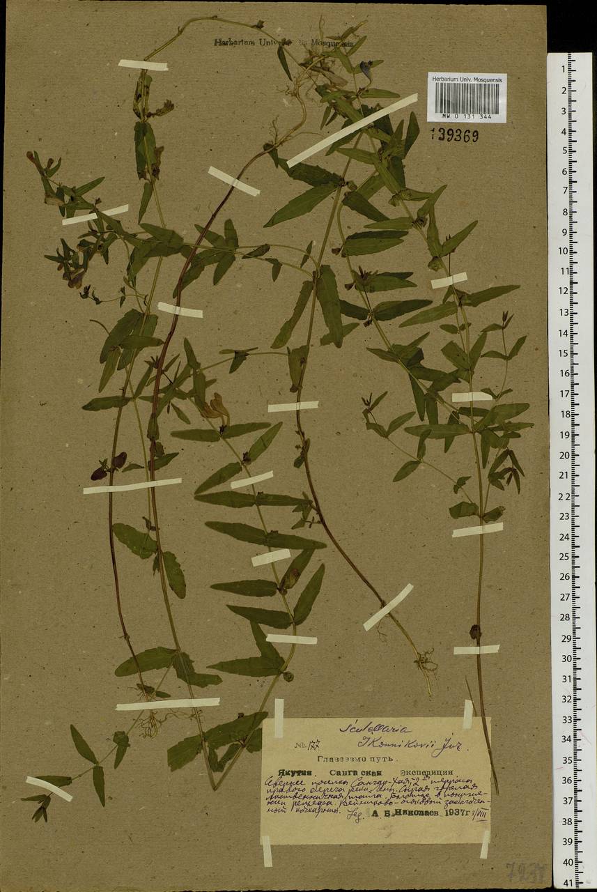 Scutellaria regeliana var. ikonnikovii (Juz.) C.Y.Wu & H.W.Li, Siberia, Yakutia (S5) (Russia)