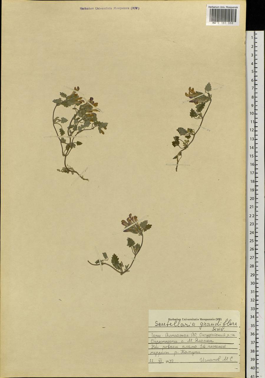 Scutellaria grandiflora Sims, Siberia, Altai & Sayany Mountains (S2) (Russia)
