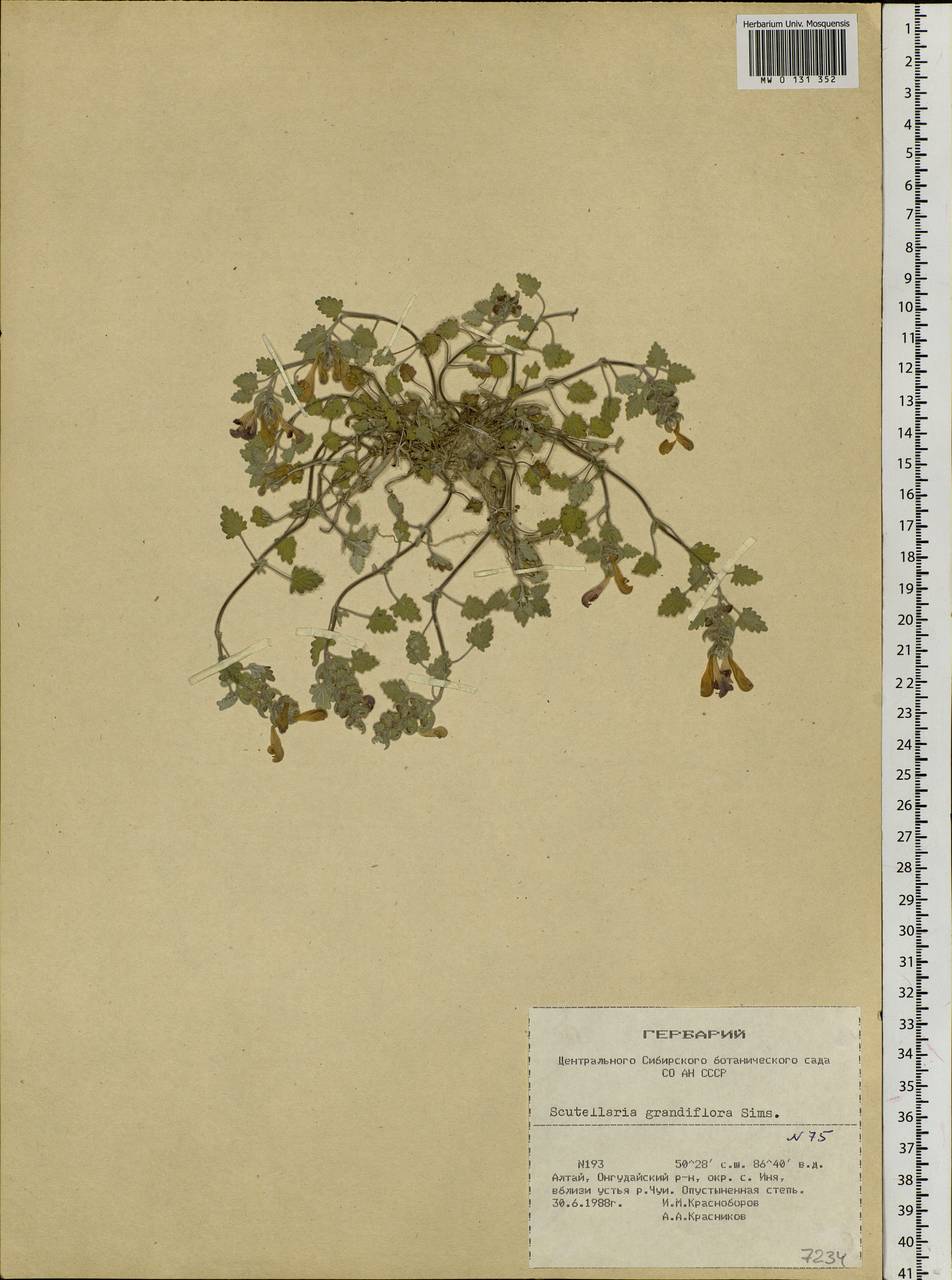 Scutellaria grandiflora Sims, Siberia, Altai & Sayany Mountains (S2) (Russia)