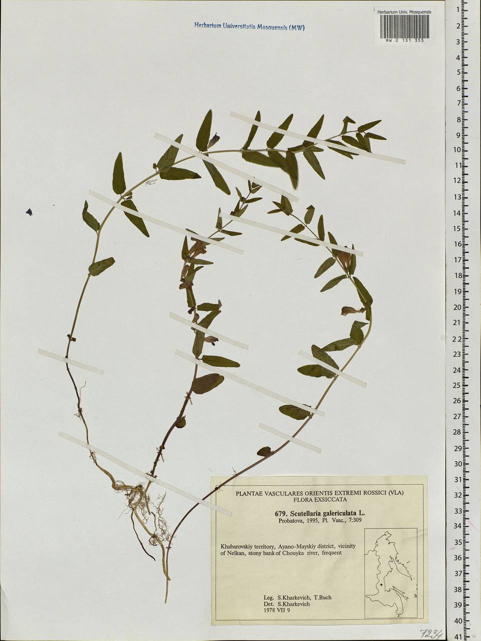 Scutellaria galericulata L., Siberia, Russian Far East (S6) (Russia)