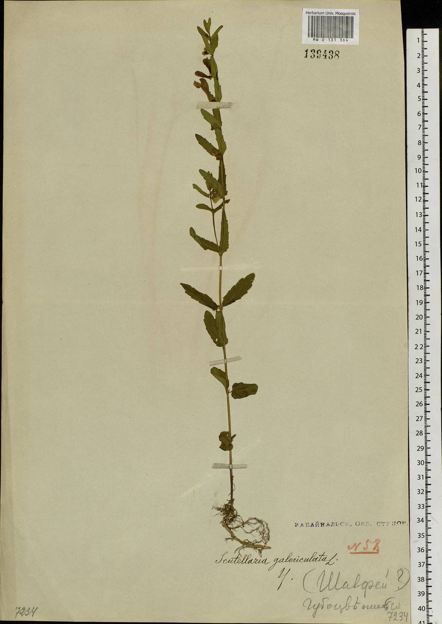 Scutellaria galericulata L., Siberia, Baikal & Transbaikal region (S4) (Russia)