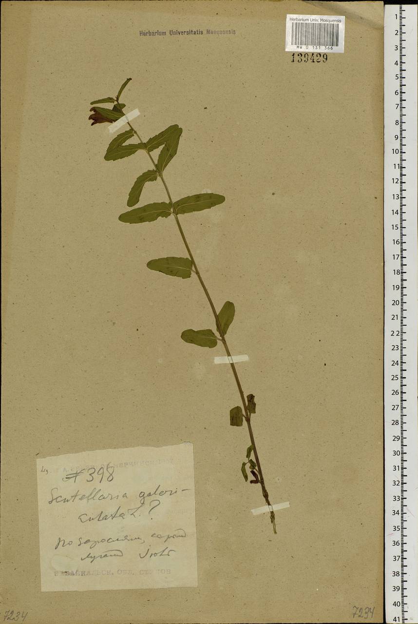 Scutellaria galericulata L., Siberia, Baikal & Transbaikal region (S4) (Russia)