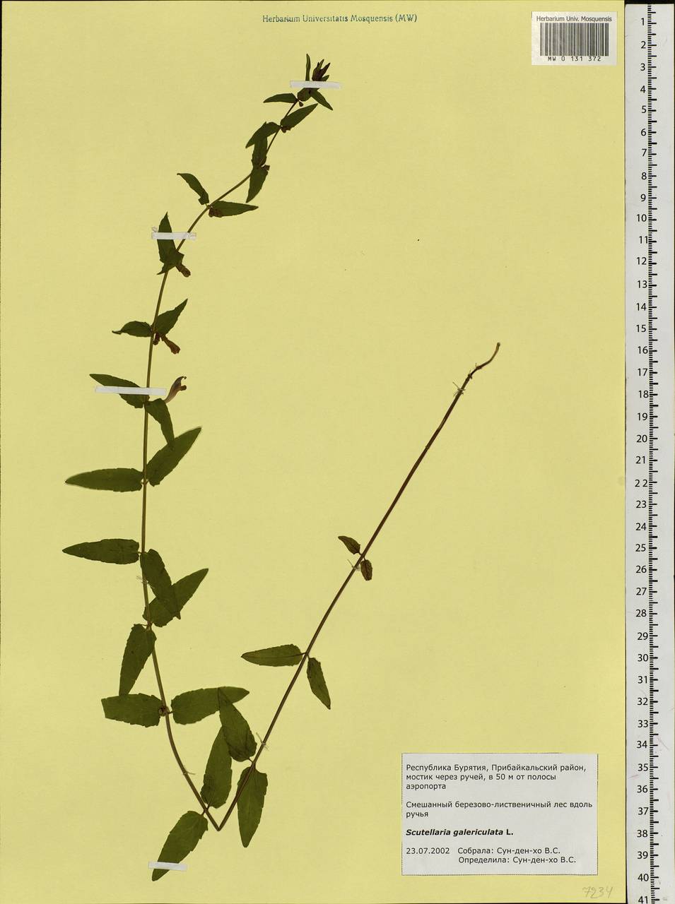 Scutellaria galericulata L., Siberia, Baikal & Transbaikal region (S4) (Russia)